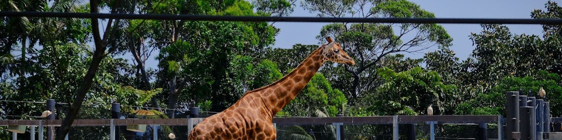 Taronga Zoo, Sydney Austrália