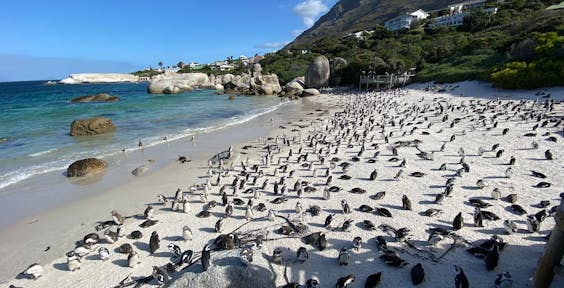 Boulders Beach, Cape Town, Africa do Sul